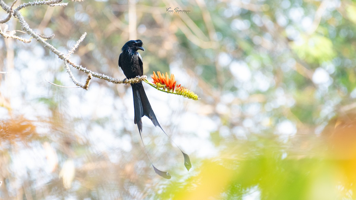 Greater Racket-tailed Drongo - ML615136502