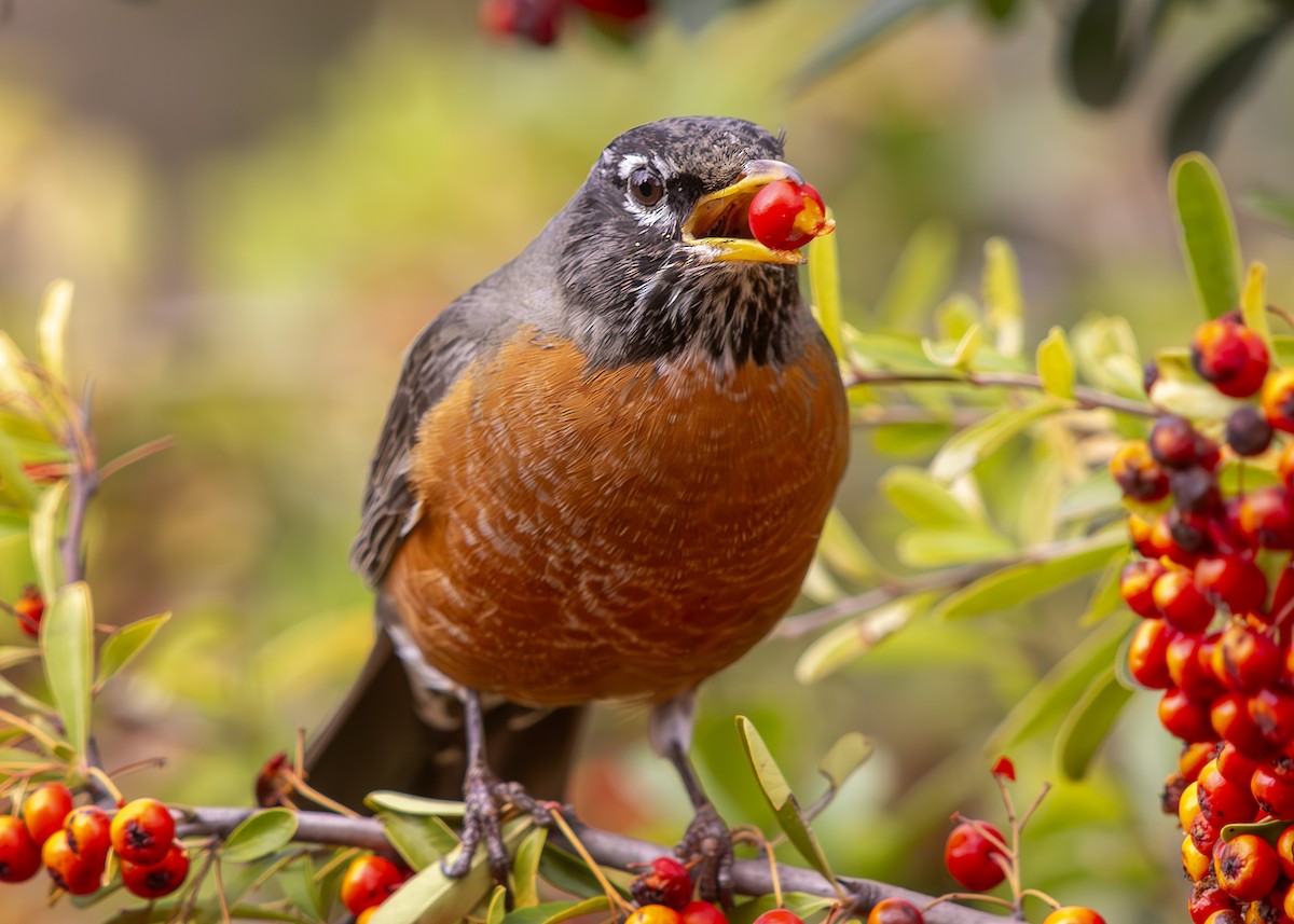 American Robin - ML615136520