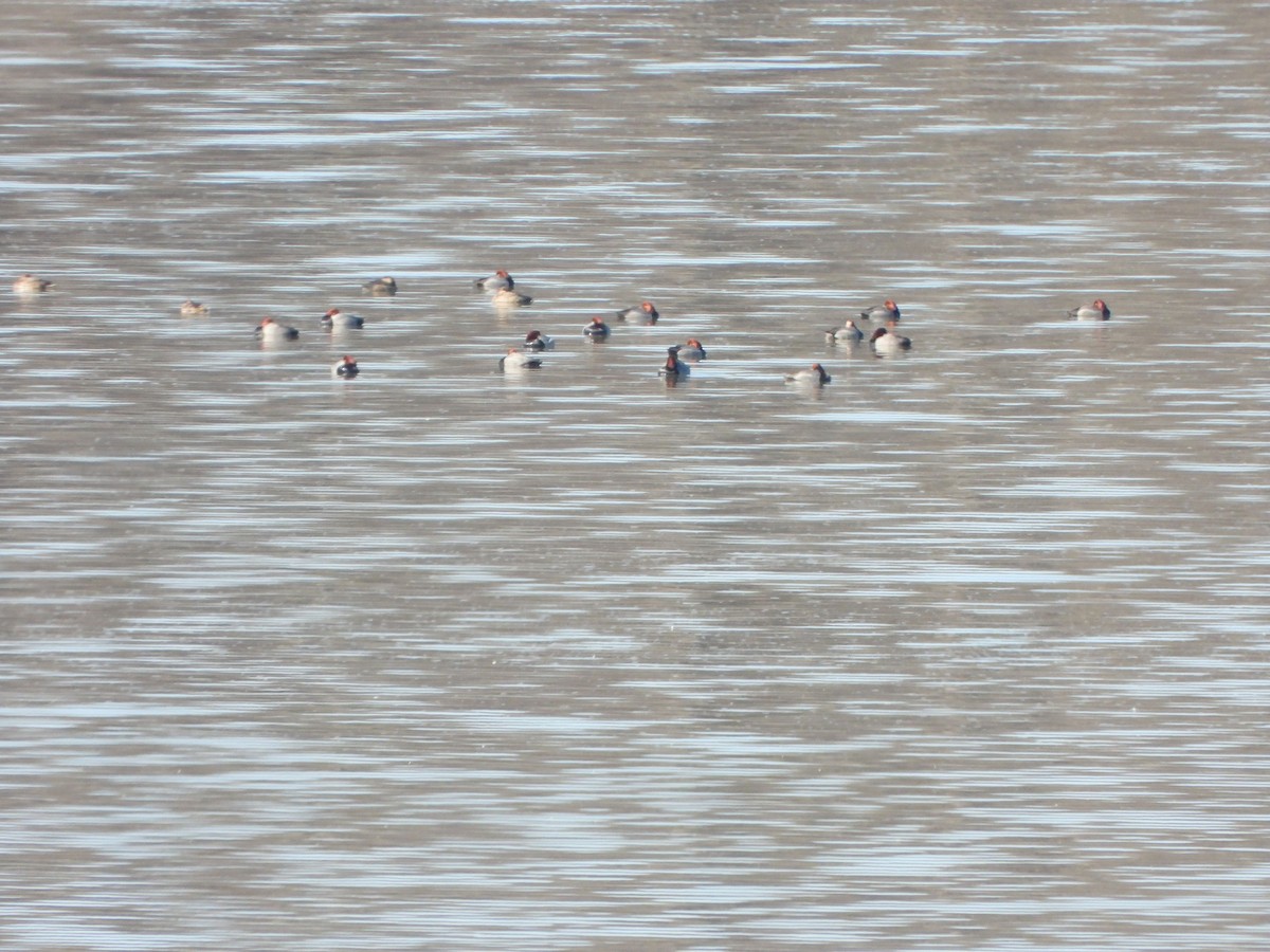 アメリカホシハジロ - ML615136526