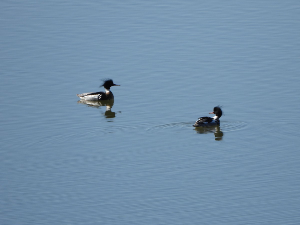 ウミアイサ - ML615136529