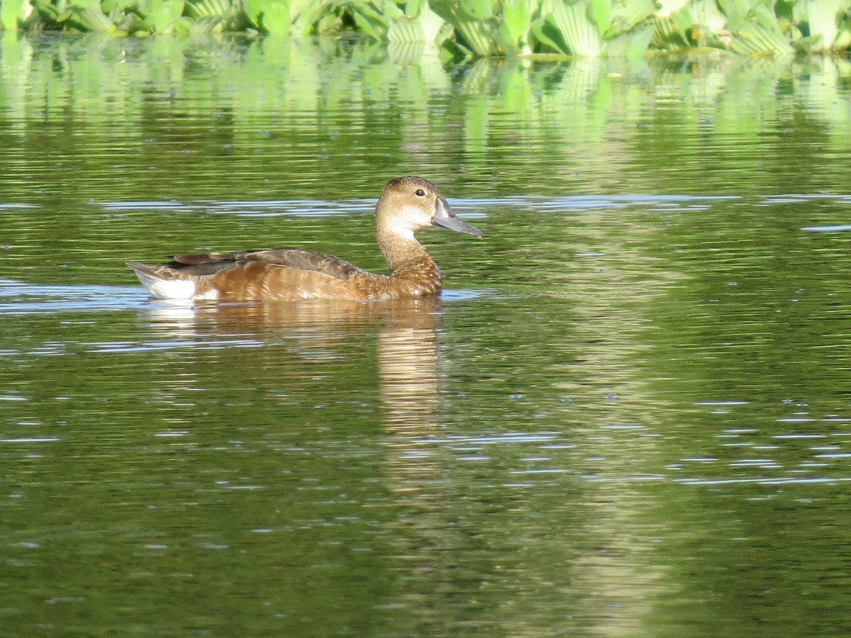 Rosy-billed Pochard - Sergio luiz Carniel