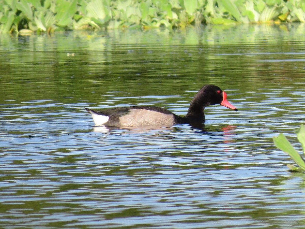 Rosy-billed Pochard - ML615136532