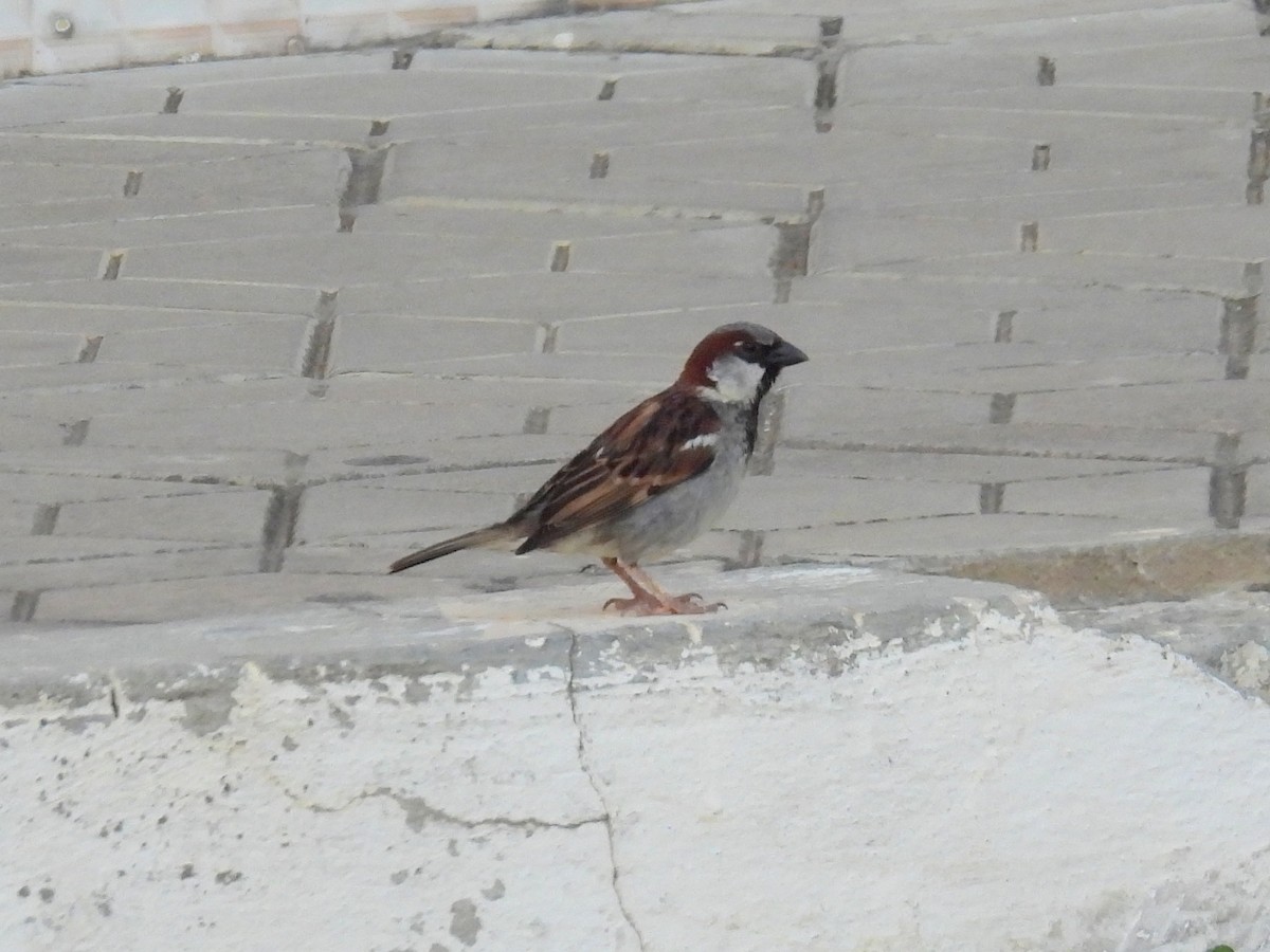 House Sparrow - ML615136541