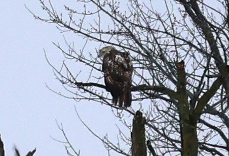 Poiana codarossa - ML615136564