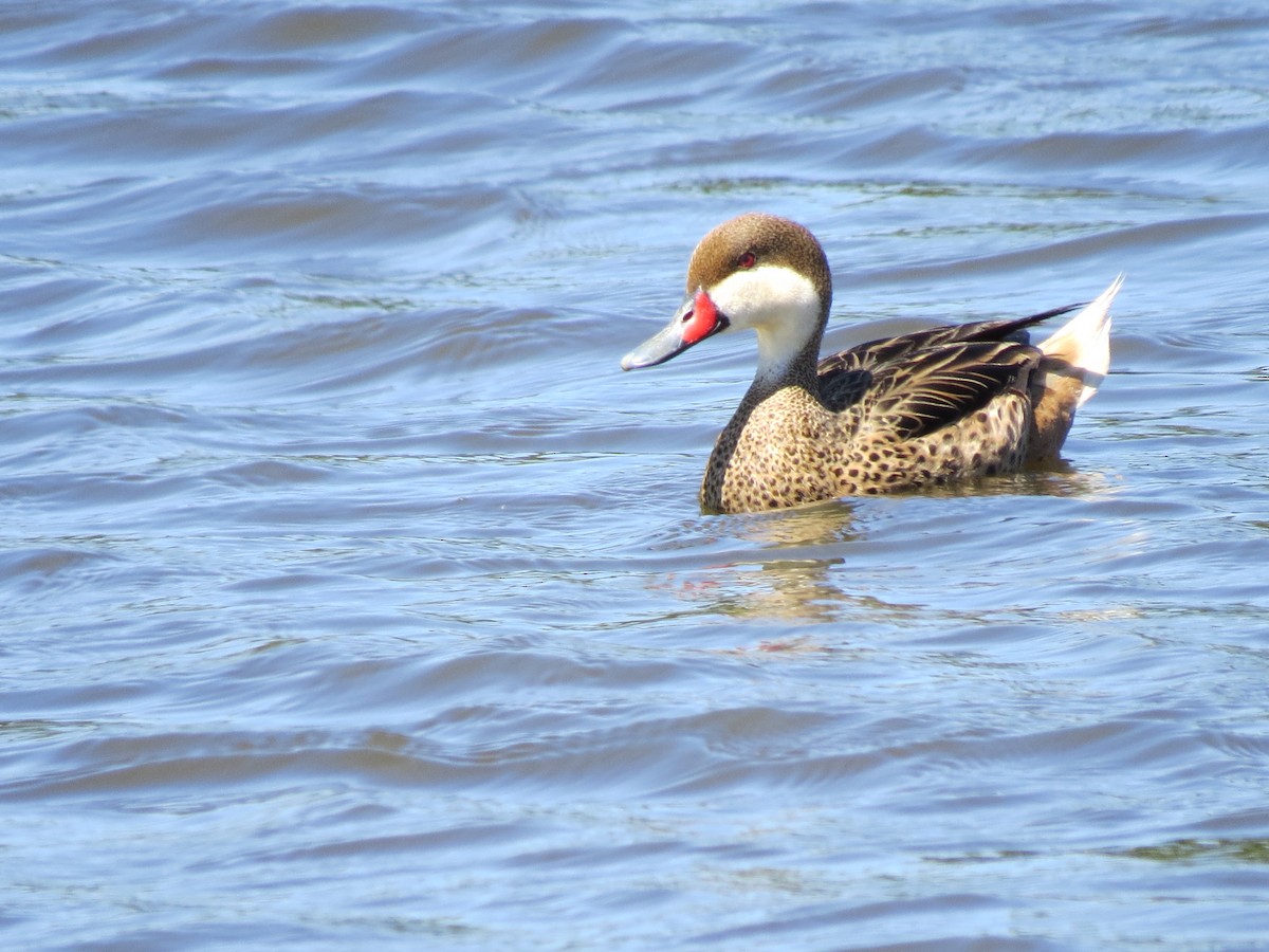 White-cheeked Pintail - ML615136576