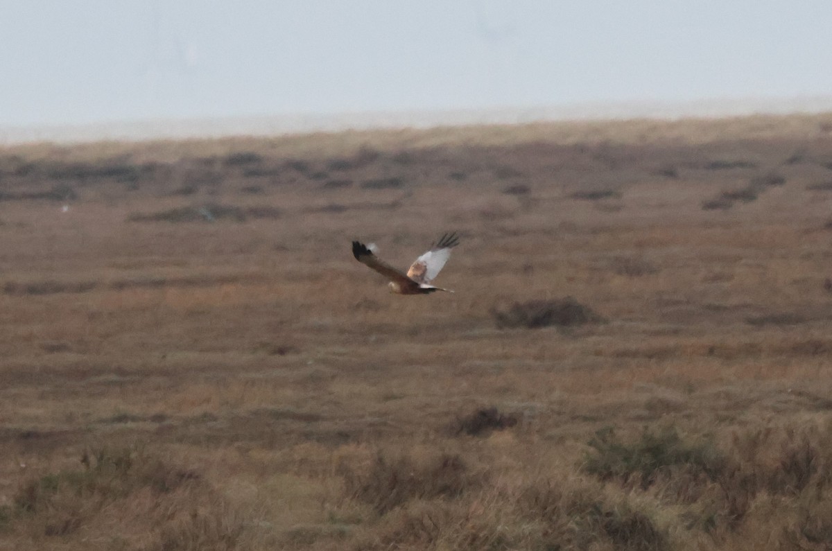 Western Marsh Harrier - ML615136579