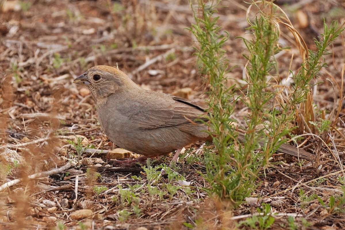 Canyon Towhee - ML615136585