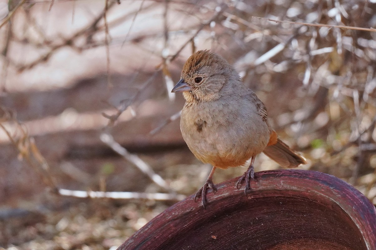 Canyon Towhee - ML615136586