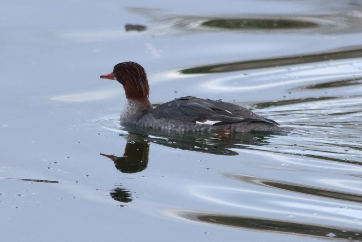 Common Merganser - Dani Galvez