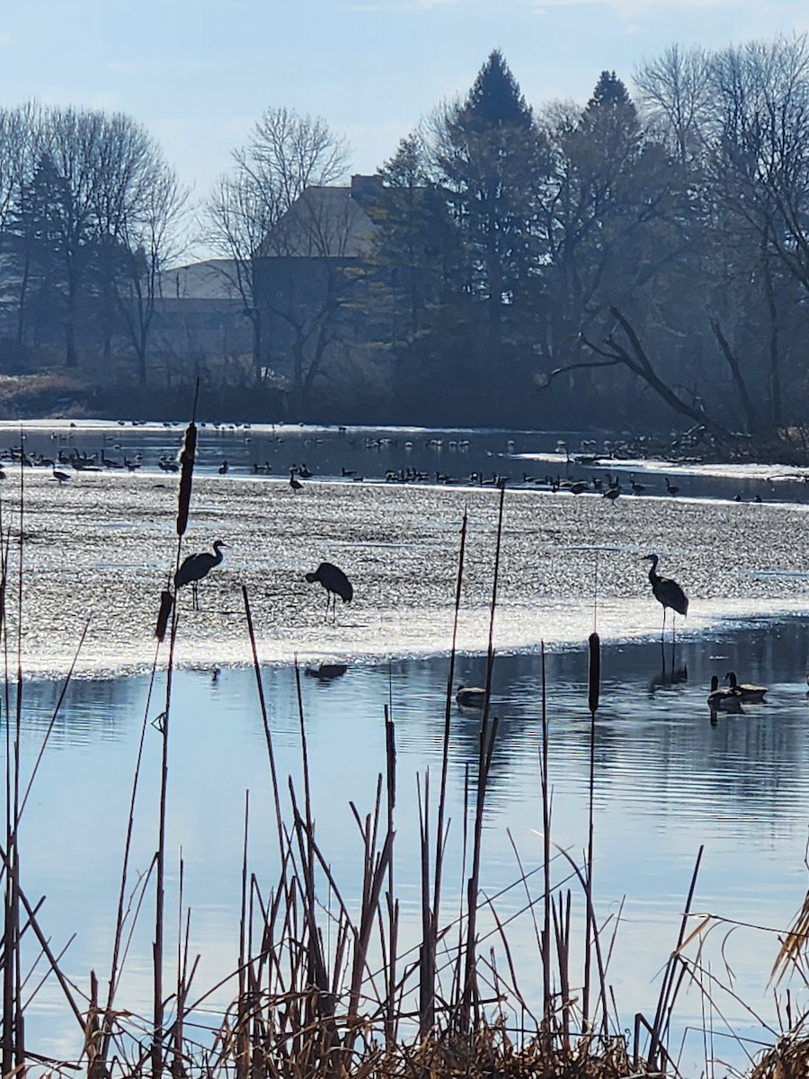 Sandhill Crane - Cindy Lupin