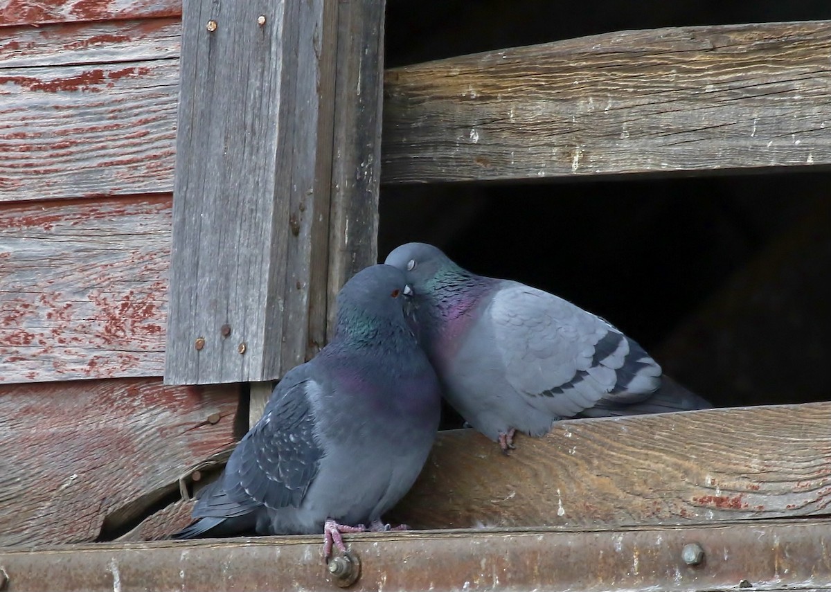 Rock Pigeon (Feral Pigeon) - ML615136593