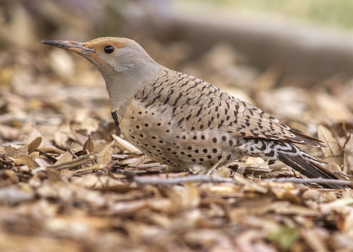 Northern Flicker (Red-shafted) - ML615136634