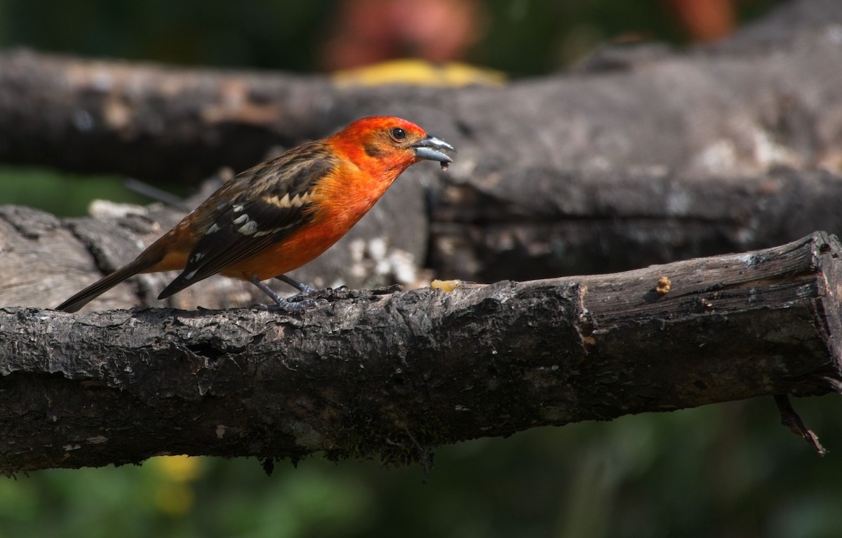 Flame-colored Tanager - ML615136675
