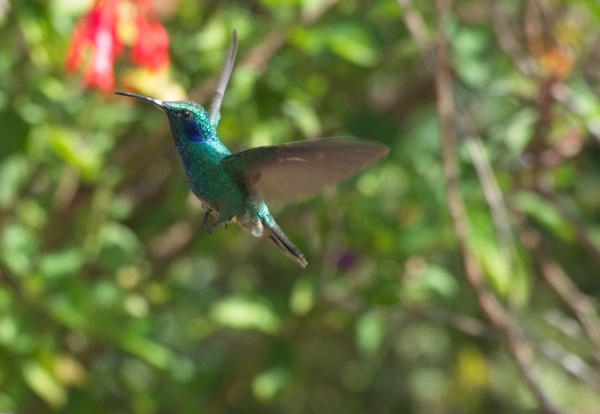 Lesser Violetear - ML615136683