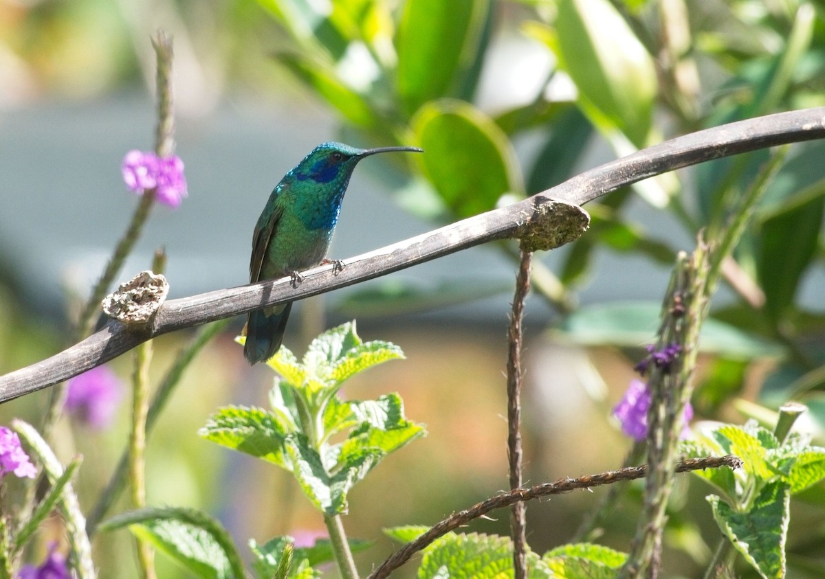 Lesser Violetear - ML615136684