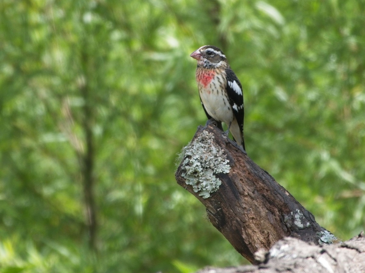 Rose-breasted Grosbeak - ML615136702