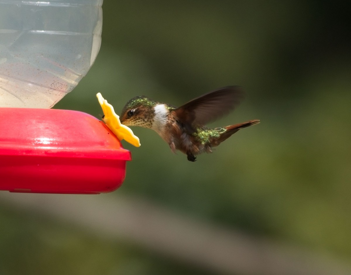 Scintillant Hummingbird - ML615136708