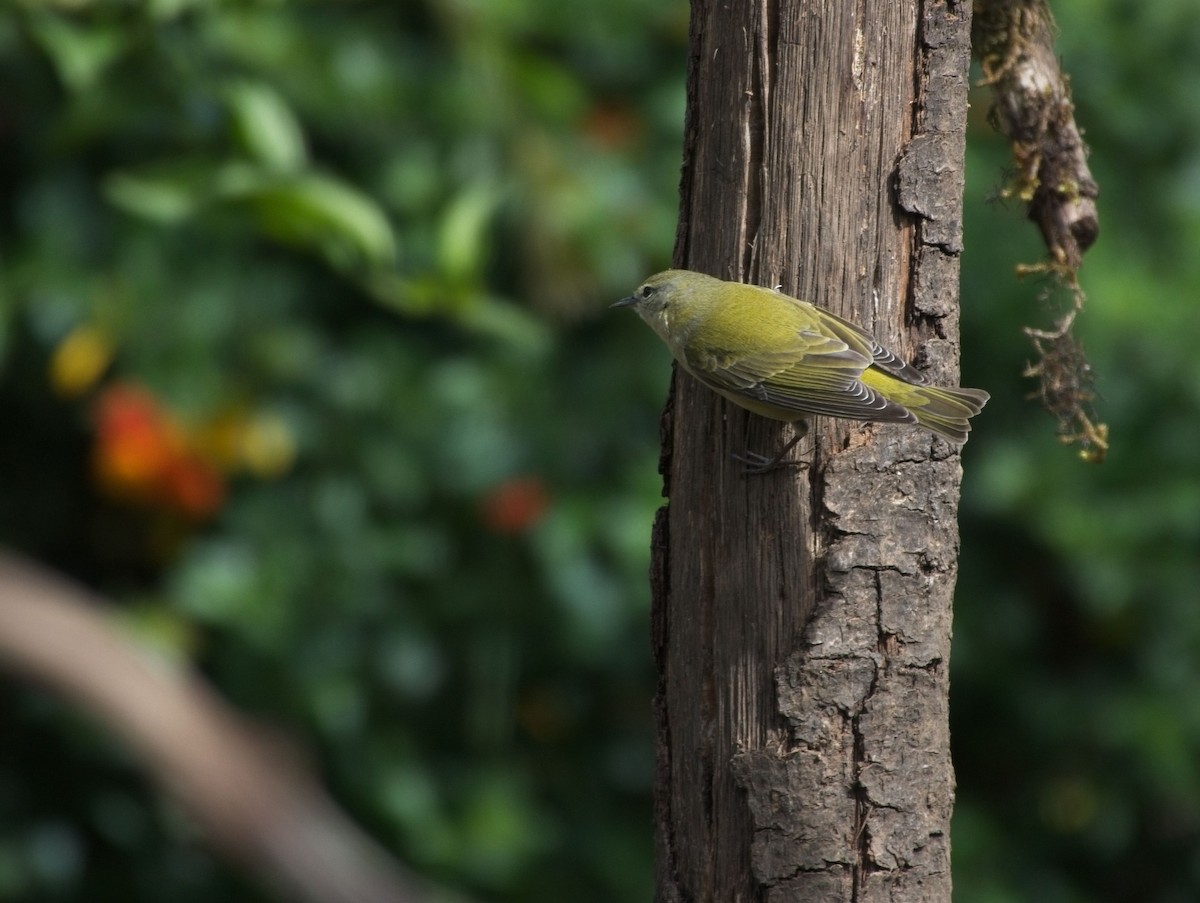 Tennessee Warbler - ML615136731