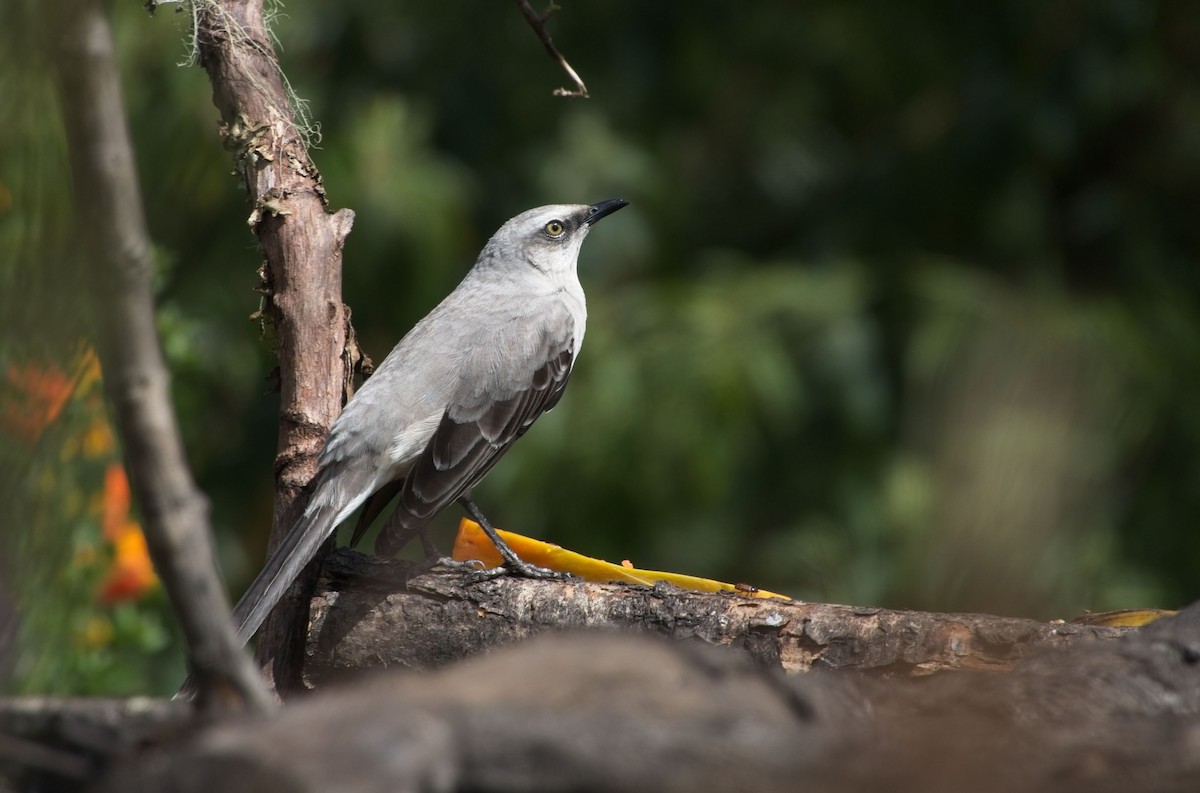 Tropical Mockingbird - ML615136735