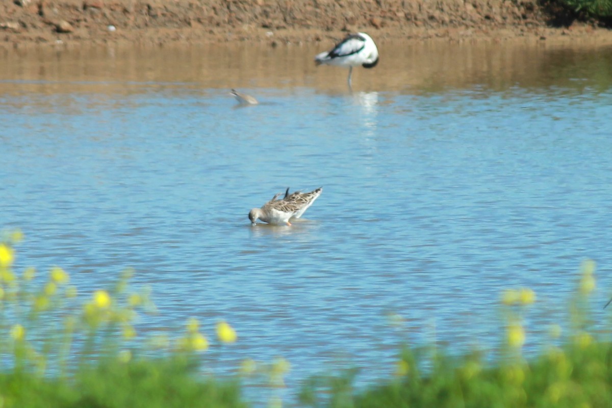 流蘇鷸 - ML615136747