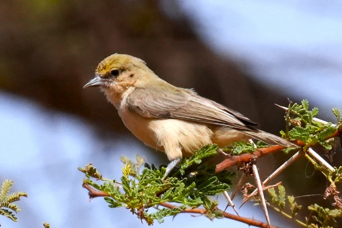 Sennar Penduline-Tit - Anonymous