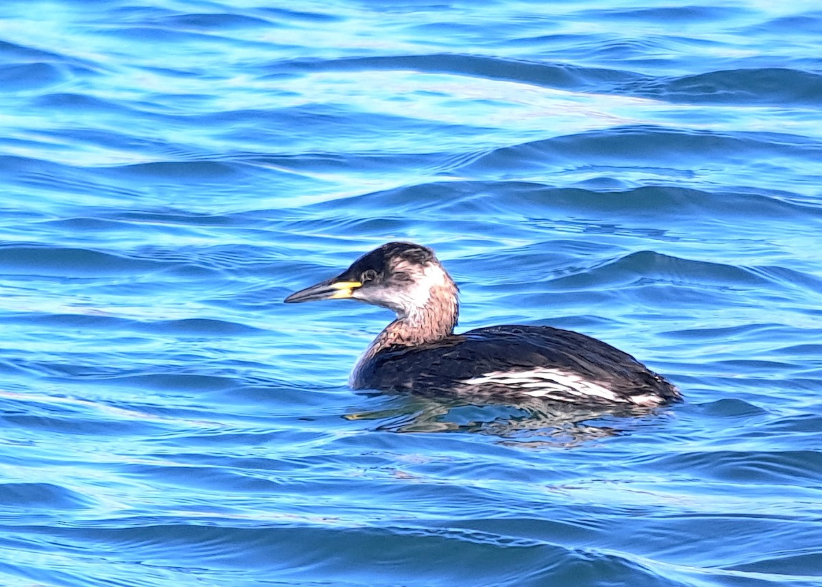 Red-necked Grebe - Martin Štítkovec