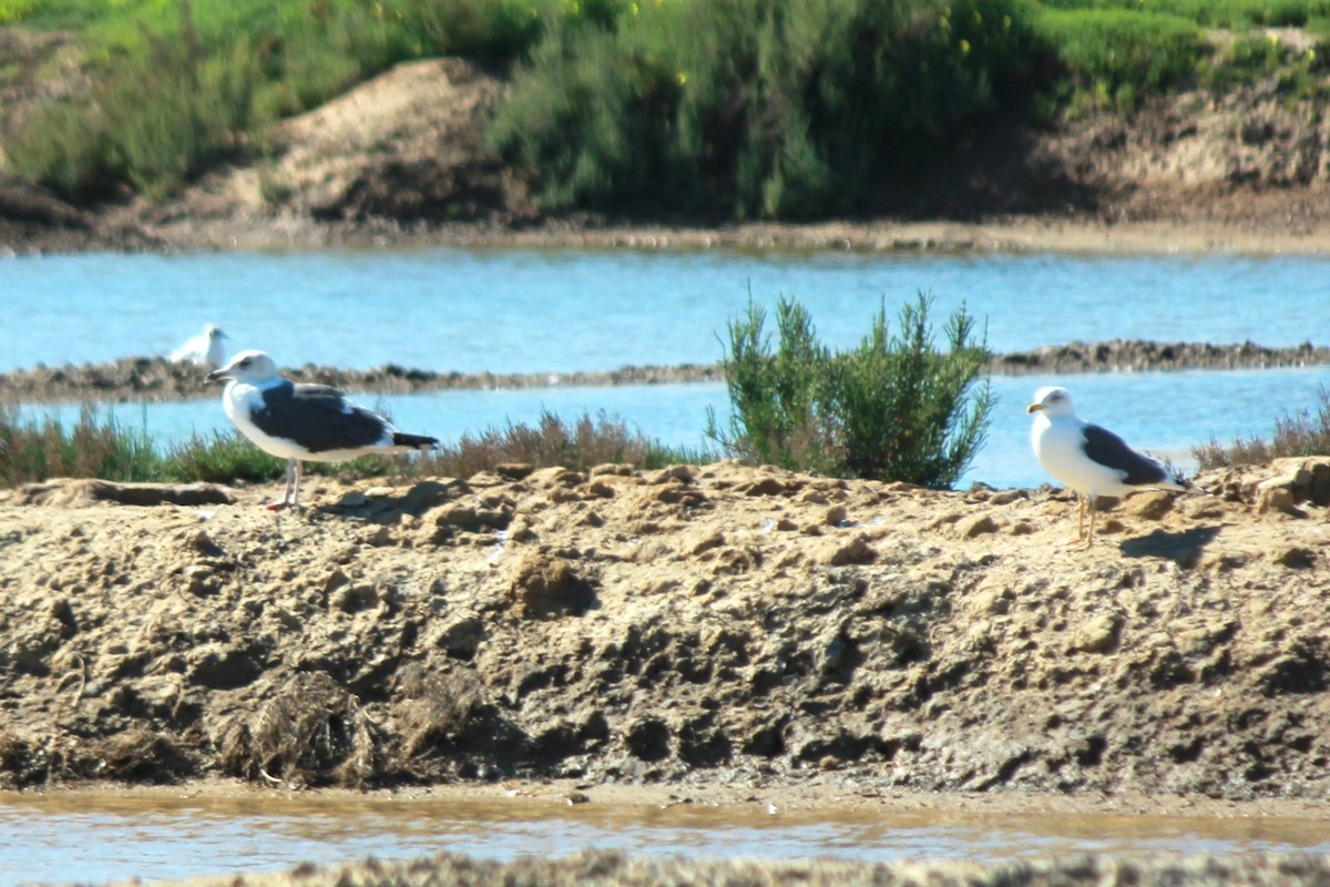 Great Black-backed Gull - ML615136798