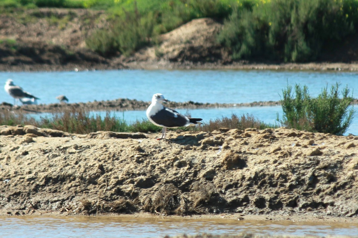 Great Black-backed Gull - ML615136799