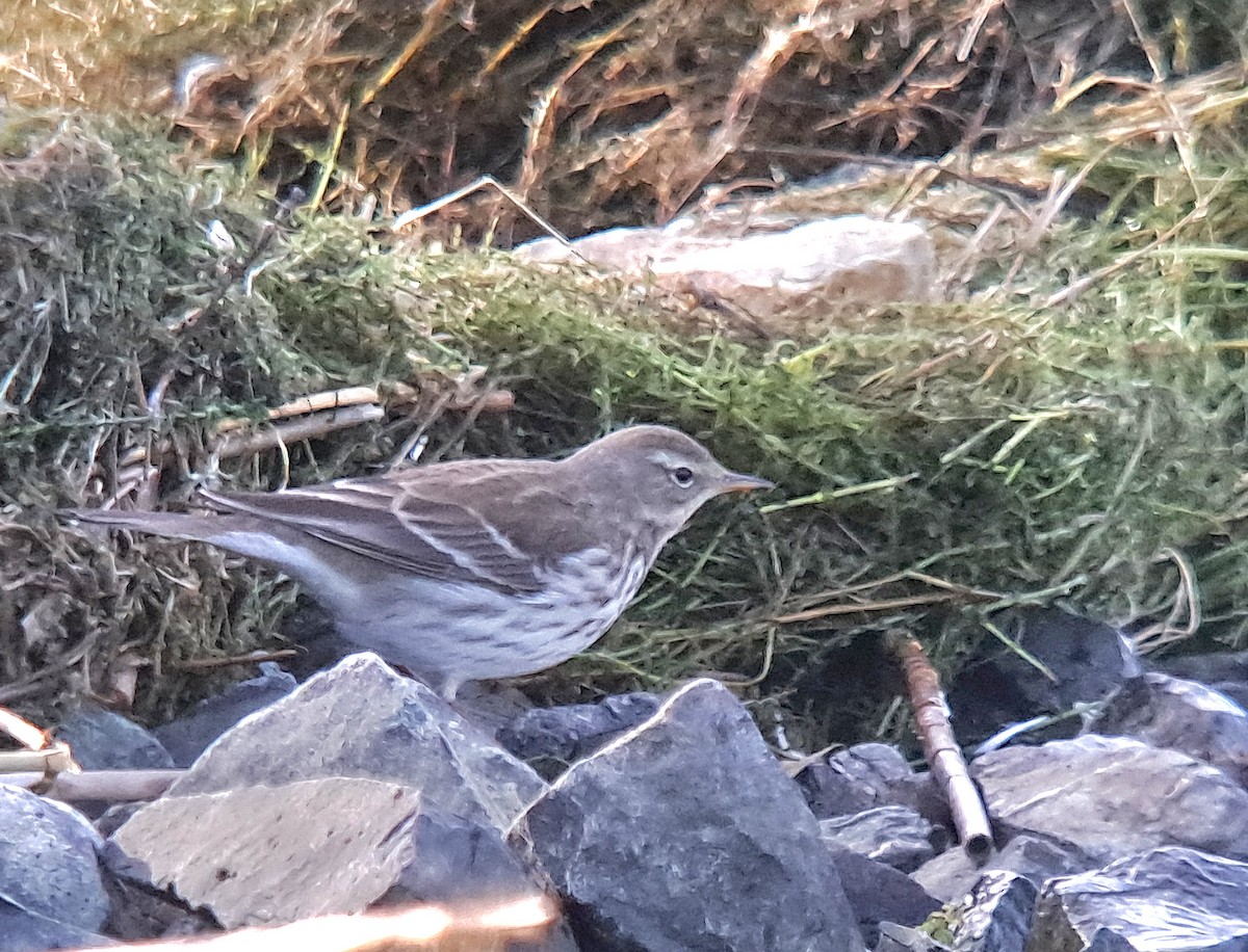 Water Pipit - ML615136812