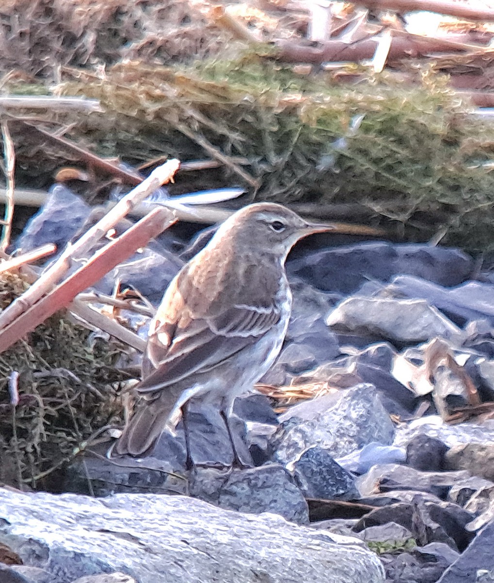 Water Pipit - ML615136827