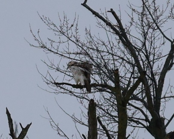 Poiana codarossa - ML615136830