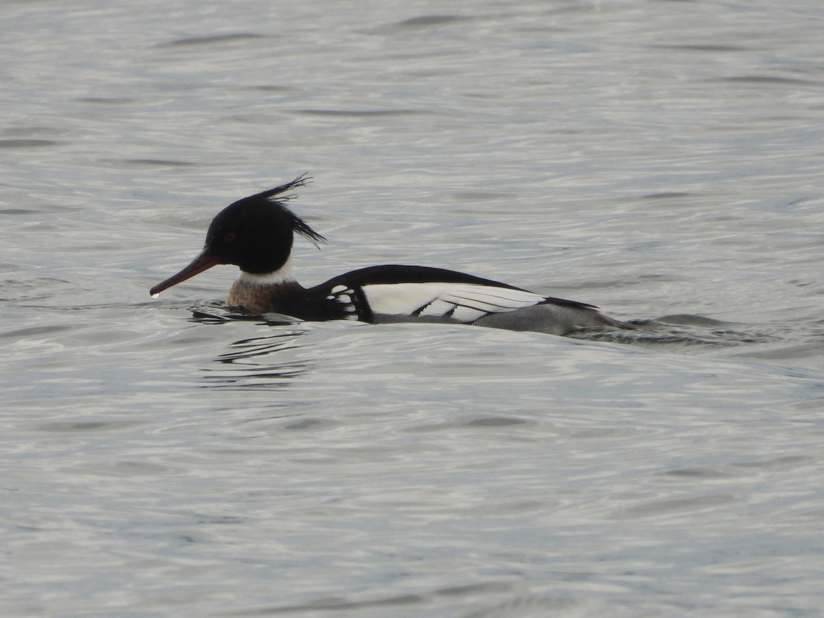 Red-breasted Merganser - ML615136846