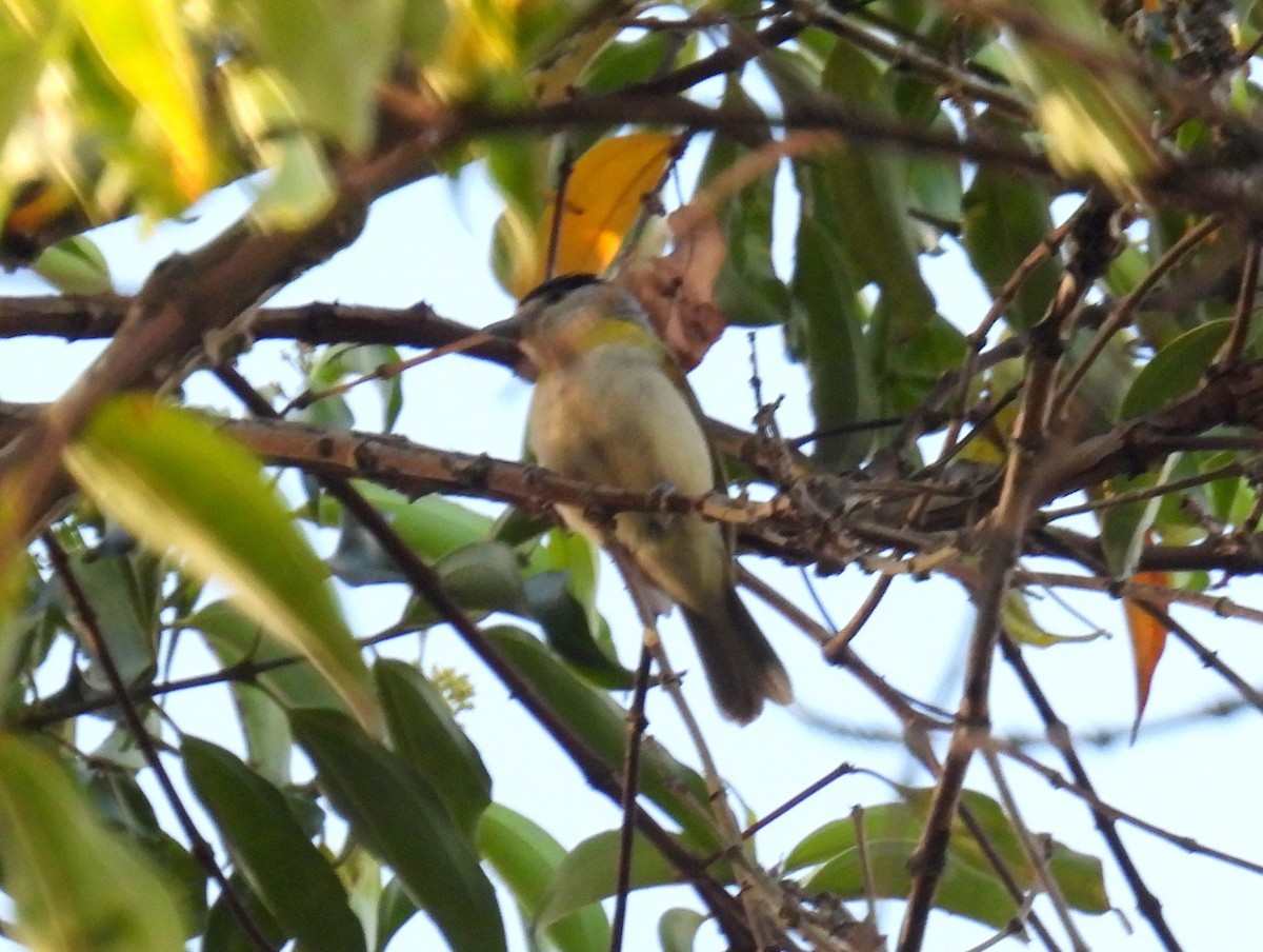 Anambé Verdoso (viridis) - ML615136848