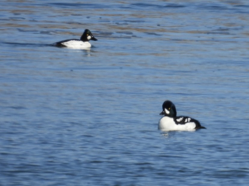 Barrow's Goldeneye - ML615136850