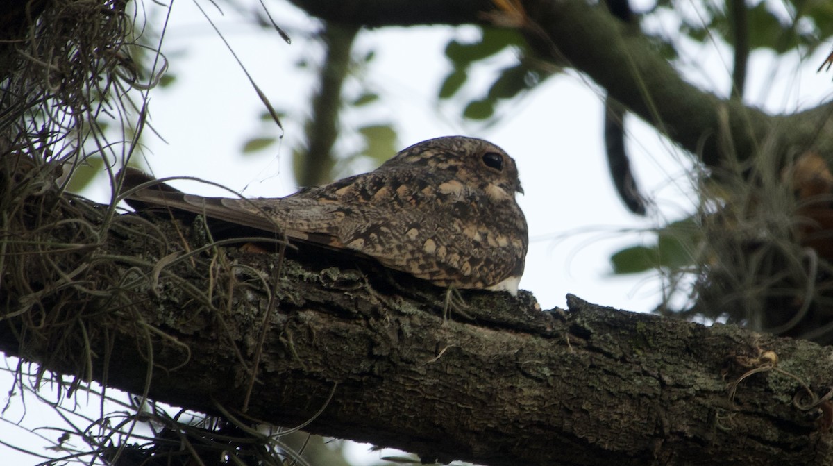 Common Nighthawk - ML615136856