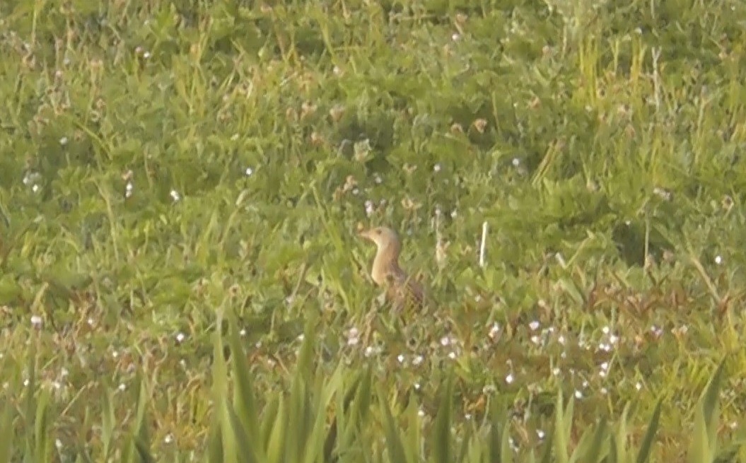 Corn Crake - ML615136904