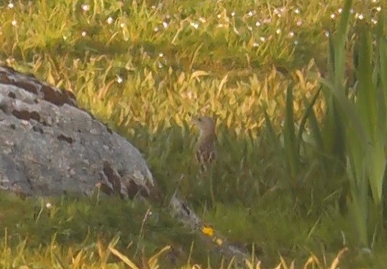 Corn Crake - ML615136913