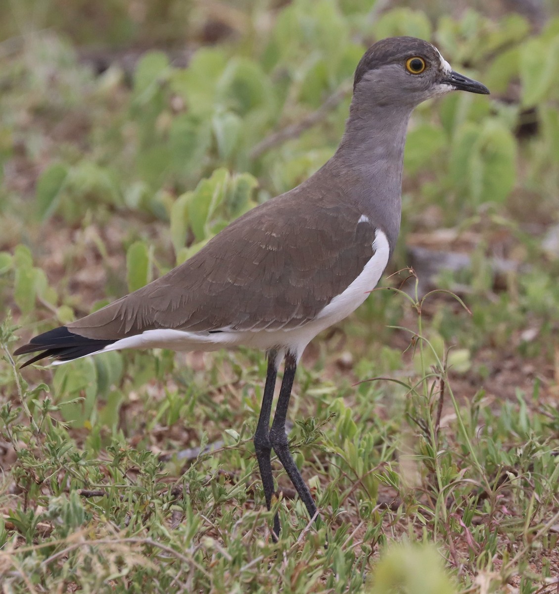 Senegal Lapwing - ML615136951