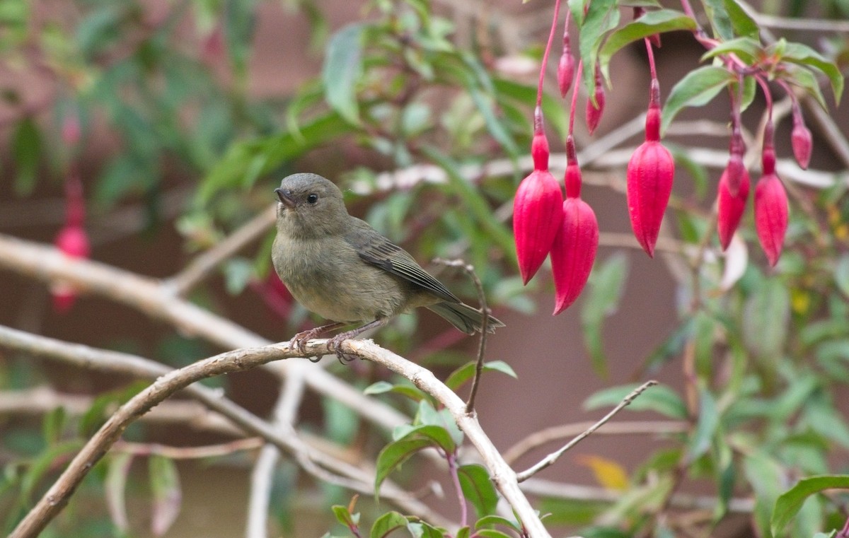 Slaty Flowerpiercer - ML615136955