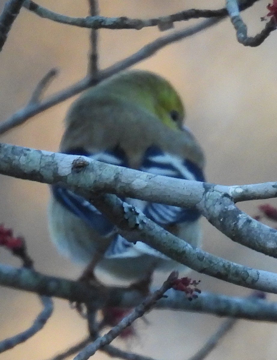 American Goldfinch - ML615136975