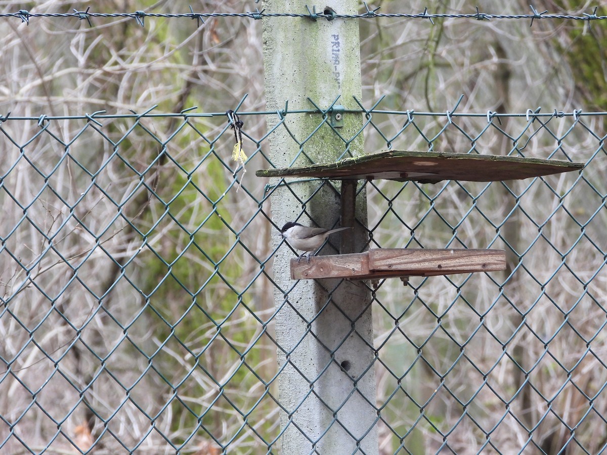 Marsh/Willow Tit - Sławomir Karpicki