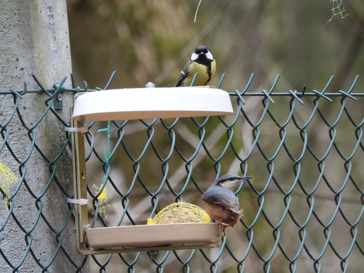 Great Tit - ML615137021