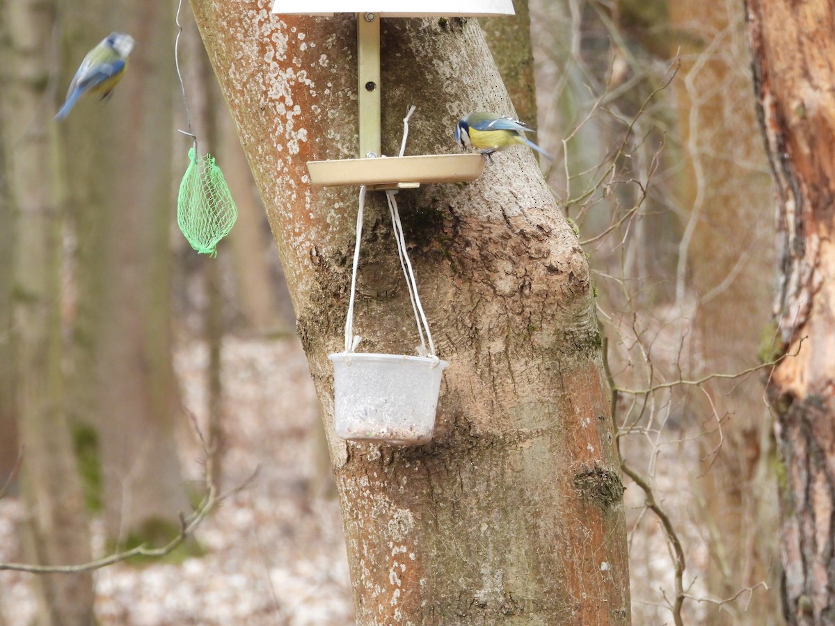 Eurasian Blue Tit - ML615137024