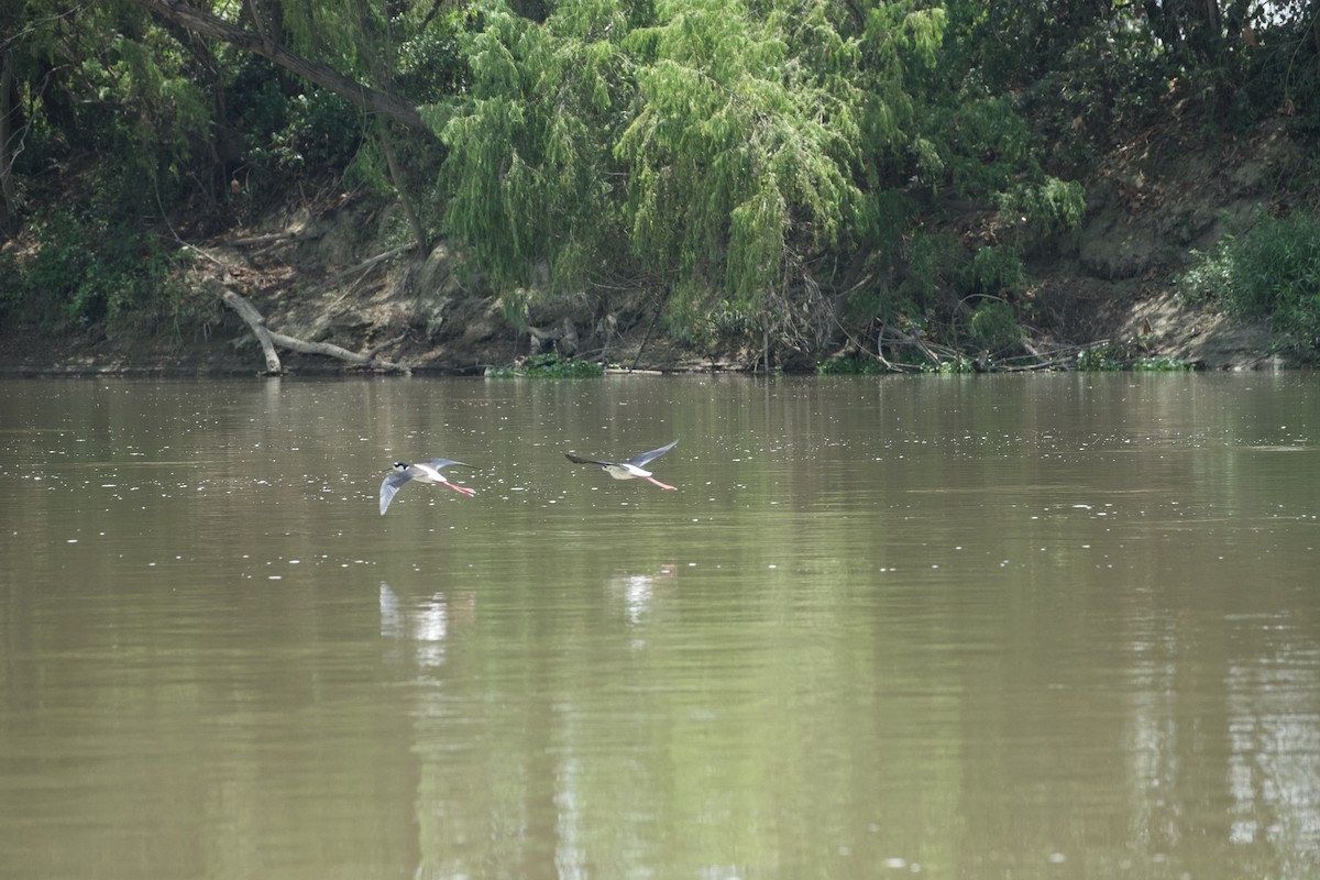 Black-necked Stilt - ML615137124