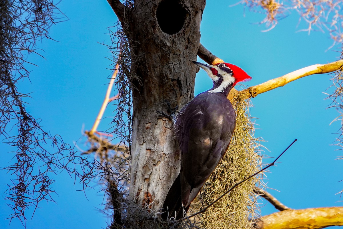 Pileated Woodpecker - ML615137160