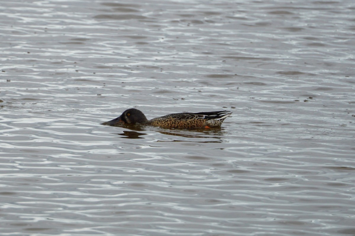 Northern Shoveler - Tom Stadtmüller