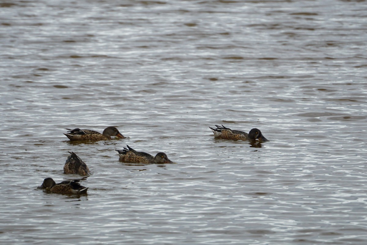 Northern Shoveler - ML615137176