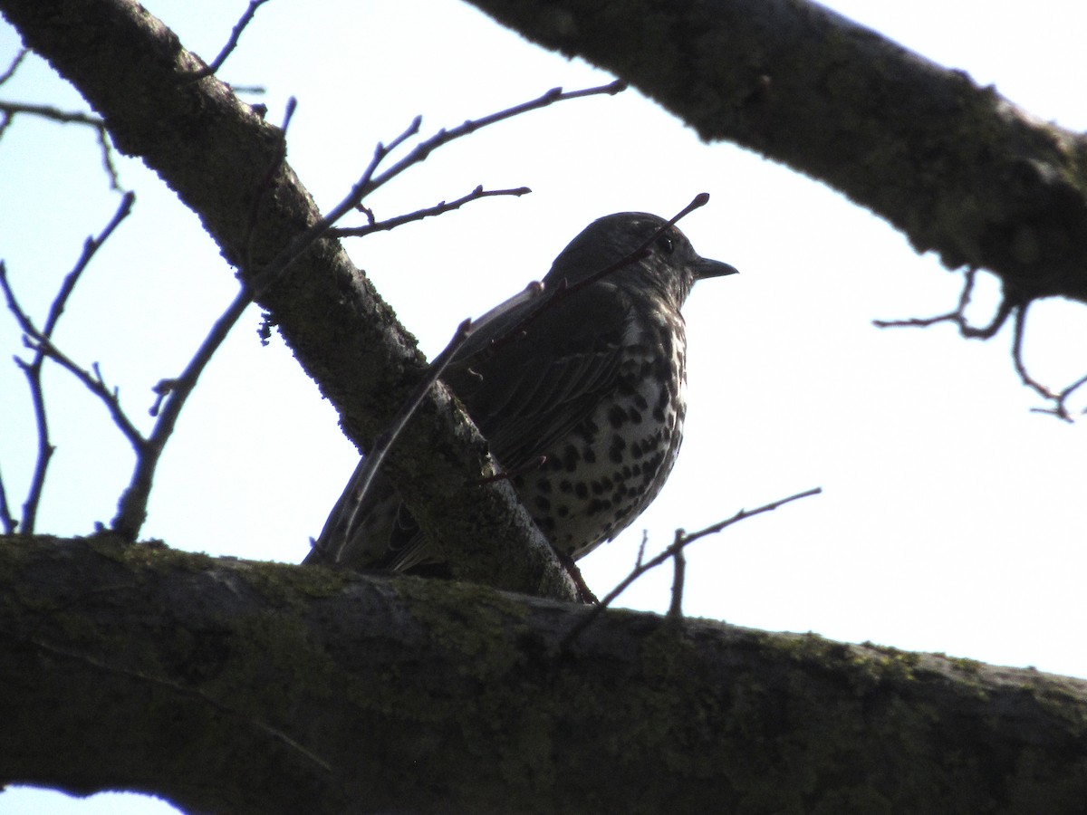 Бужмаг хөөндэй - ML615137184