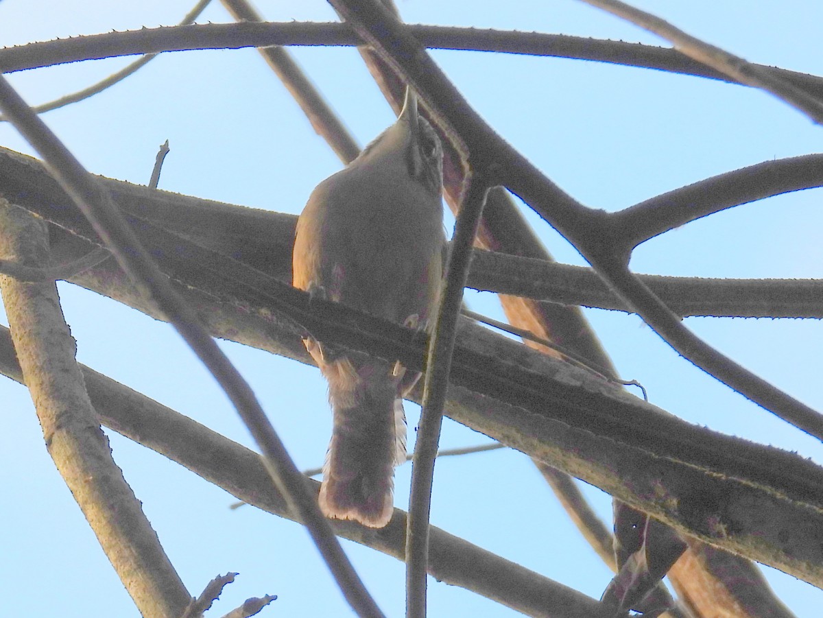 Moustached Wren - ML615137185