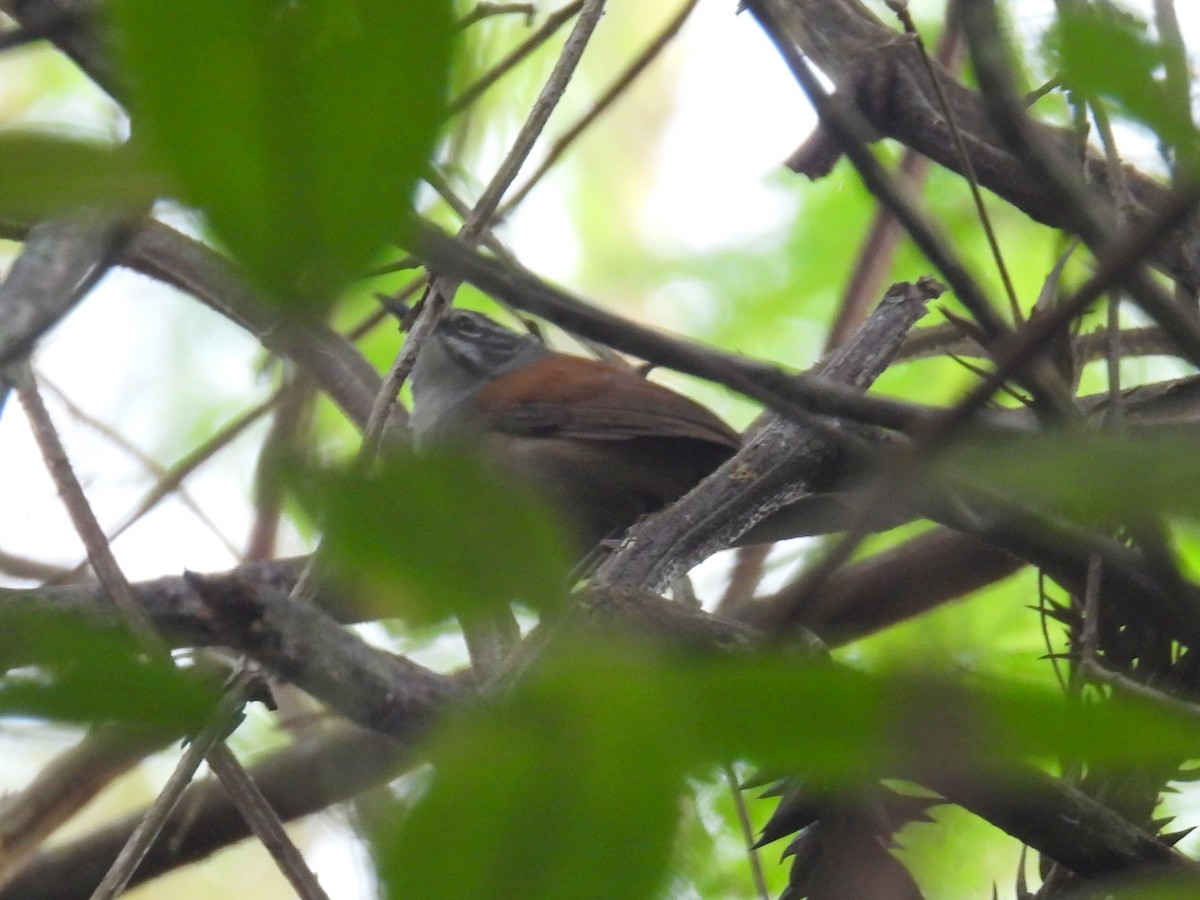 Moustached Wren - ML615137186